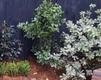 Native Plants, Charleston, SC